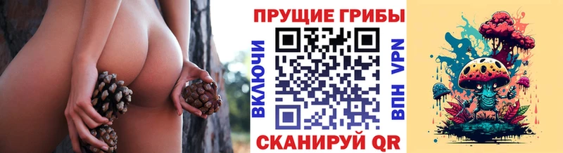 где продают наркотики  Шахунья  Галлюциногенные грибы GOLDEN TEACHER 